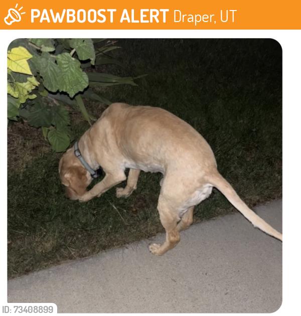 Found/Stray Male Dog last seen Cranberry Hill Dr, Draper, Draper, UT 84020