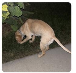 Found/Stray Male Dog last seen Cranberry Hill Dr, Draper, Draper, UT 84020