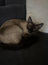 Lost Male Cat last seen Greenfield and University, Mesa, AZ 85205