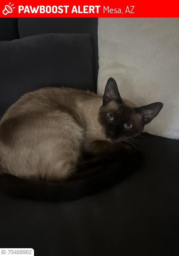 Lost Male Cat last seen Greenfield and University, Mesa, AZ 85205