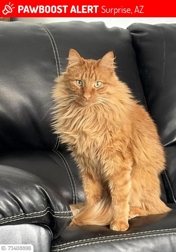 Lost Male Cat last seen 167th/ Pat Tillman, Surprise, AZ 85387