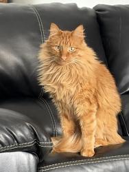 Lost Male Cat last seen 167th/ Pat Tillman, Surprise, AZ 85387