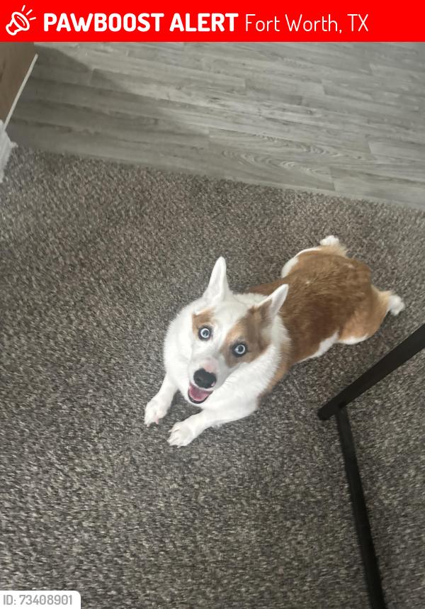 Lost Male Dog last seen Haystack, Fort Worth, TX 76116