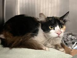 Shelter Stray Female Cat last seen Near BLK SUNSET ST LONG BEACH CA 90805, 7700 E Spring St, Long Beach, CA 90815, USA
