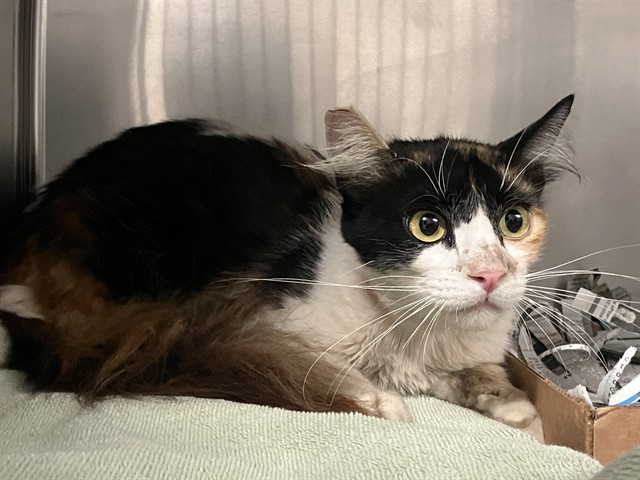 Shelter Stray Female Cat last seen Near BLK SUNSET ST LONG BEACH CA 90805, 7700 E Spring St, Long Beach, CA 90815, USA