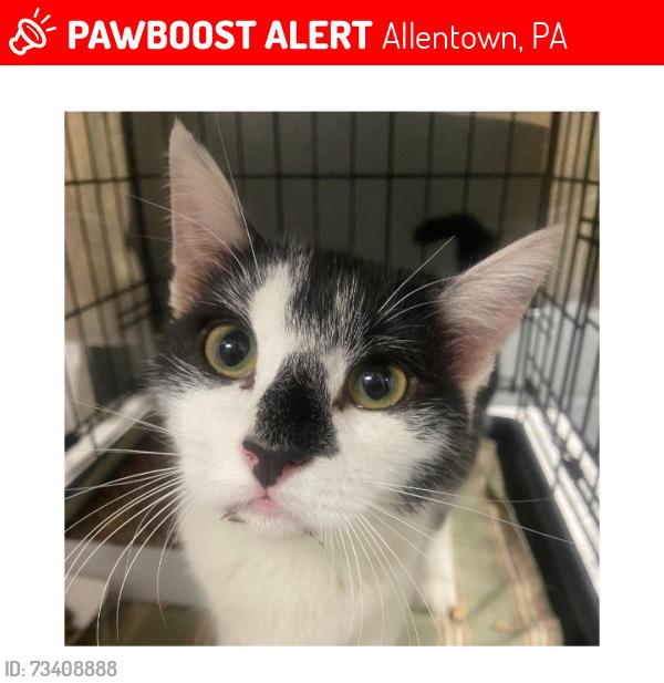 Lost Female Cat last seen 14th & Walnut St., Allentown, PA 18102
