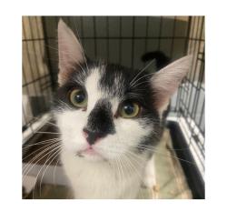 Lost Female Cat last seen 14th & Walnut St., Allentown, PA 18102