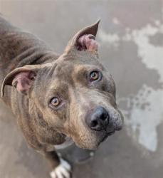 Shelter Stray Female Dog last seen Near Charter Park, CITY of El Paso, TX, 5001 Fred Wilson Ave, El Paso, TX 79906, USA