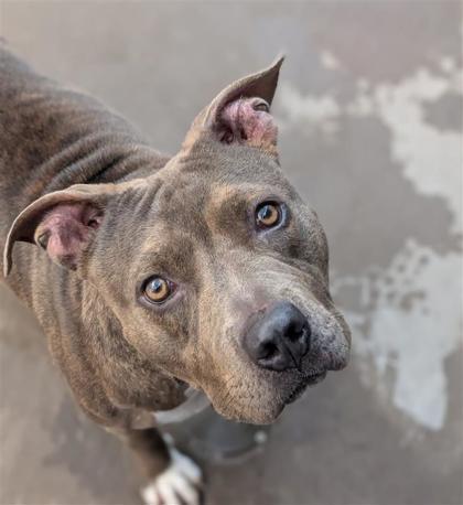 Shelter Stray Female Dog last seen Near Charter Park, CITY of El Paso, TX, 5001 Fred Wilson Ave, El Paso, TX 79906, USA