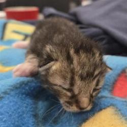 Shelter Stray Female Cat last seen Near Quartz, CITY of El Paso, TX, 5001 Fred Wilson Ave, El Paso, TX 79906, USA