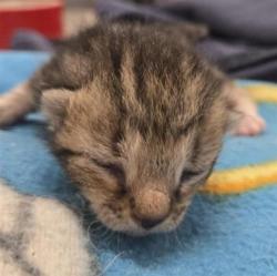 Shelter Stray Female Cat last seen Near Quartz, CITY of El Paso, TX, 5001 Fred Wilson Ave, El Paso, TX 79906, USA