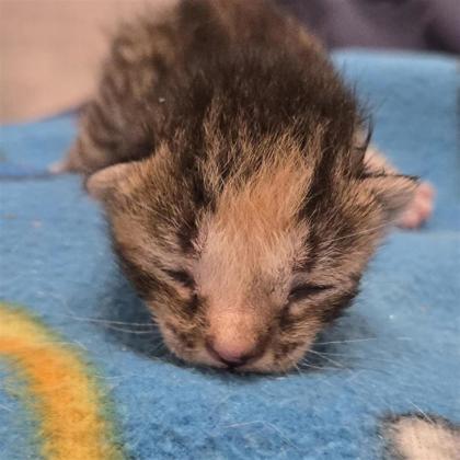 Shelter Stray Female Cat last seen Near Quartz, CITY of El Paso, TX, 5001 Fred Wilson Ave, El Paso, TX 79906, USA