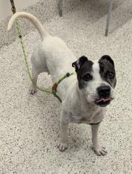 Shelter Stray Female Dog last seen Near Daleview Way SW, Atlanta, GA, 1251 Fulton Industrial Blvd NW, Atlanta, GA 30336, USA