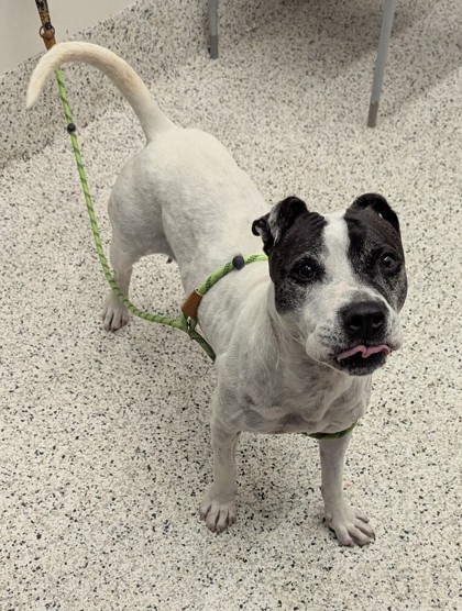 Shelter Stray Female Dog last seen Near Daleview Way SW, Atlanta, GA, 1251 Fulton Industrial Blvd NW, Atlanta, GA 30336, USA
