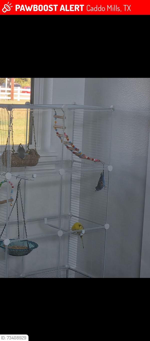 Lost Unknown Bird last seen County rd 2636, Caddo Mills, TX 75135