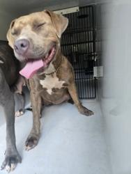 Shelter Stray Female Dog last seen Near thaxton dr, Atlanta, GA, 1251 Fulton Industrial Blvd NW, Atlanta, GA 30336, USA