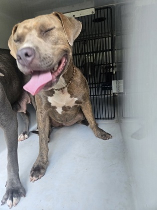 Shelter Stray Female Dog last seen Near thaxton dr, Atlanta, GA, 1251 Fulton Industrial Blvd NW, Atlanta, GA 30336, USA