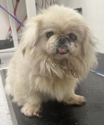 Shelter Stray Female Dog last seen Macarthur and Parker, Oakland, CA, 1101 29th Ave, Oakland, CA 94601, USA