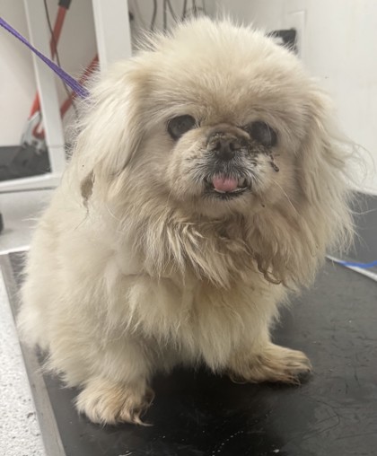 Shelter Stray Female Dog last seen Macarthur and Parker, Oakland, CA, 1101 29th Ave, Oakland, CA 94601, USA