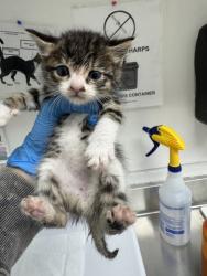 Shelter Stray Male Cat last seen Near 9th Ave, Oakland, CA, 1101 29th Ave, Oakland, CA 94601, USA