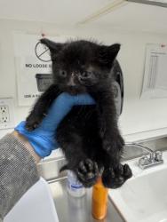 Shelter Stray Male Cat last seen Near 9th Ave, Oakland, CA, 1101 29th Ave, Oakland, CA 94601, USA