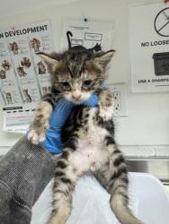Shelter Stray Male Cat last seen Near 9th Ave, Oakland, CA, 1101 29th Ave, Oakland, CA 94601, USA