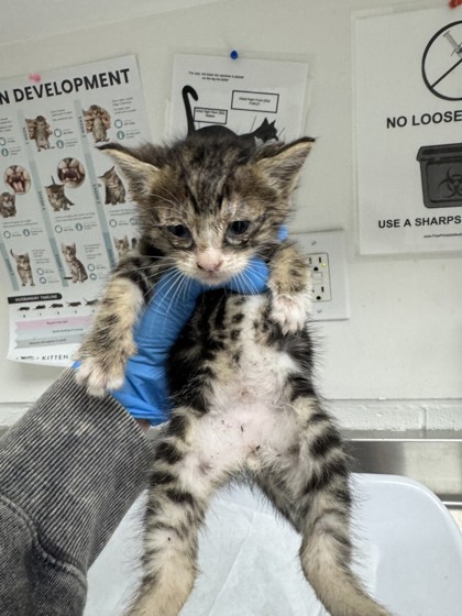 Shelter Stray Male Cat last seen Near 9th Ave, Oakland, CA, 1101 29th Ave, Oakland, CA 94601, USA