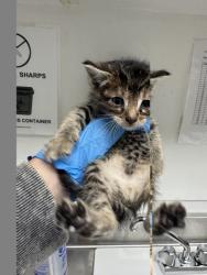 Shelter Stray Male Cat last seen Near 9th Ave, Oakland, CA, 1101 29th Ave, Oakland, CA 94601, USA