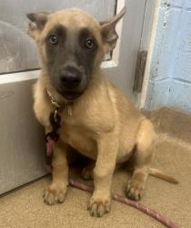 Shelter Stray Female Dog last seen Near Amsler Rd Ellenwood Georgia 30294, 30294, GA, 3280 Chamblee Dunwoody Rd, Chamblee, GA 30341, USA