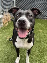 Shelter Stray Female Dog last seen Near N. Pulaski, 21227, MD, 2490 Giles Rd, Baltimore, MD 21225, USA