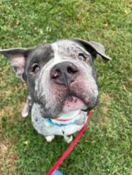 Shelter Stray Male Dog last seen Near Mariban ct, 21225, MD, 2490 Giles Rd, Baltimore, MD 21225, USA