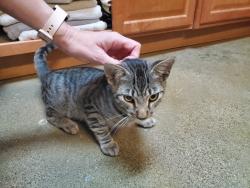 Shelter Stray Male Cat last seen Near S El Camino Real Street, Oceanside, CA, 92058, Oceanside, CA 92058, USA