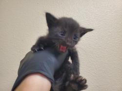Shelter Stray Male Cat last seen Near N Citrus Avenue, Vista, CA, 92084, Oceanside, CA 92058, USA