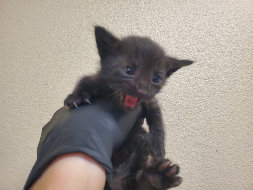 Shelter Stray Male Cat last seen Near N Citrus Avenue, Vista, CA, 92084, Oceanside, CA 92058, USA