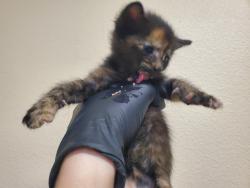 Shelter Stray Female Cat last seen Near N Citrus Avenue, Vista, CA, 92084, Oceanside, CA 92058, USA