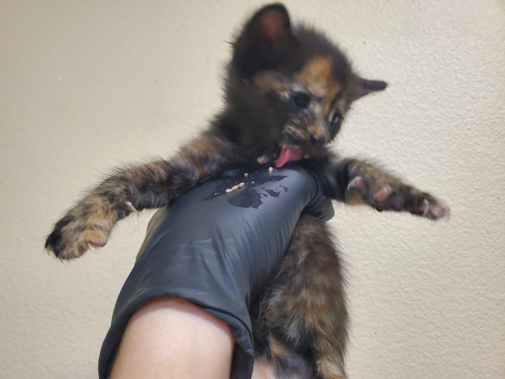Shelter Stray Female Cat last seen Near N Citrus Avenue, Vista, CA, 92084, Oceanside, CA 92058, USA