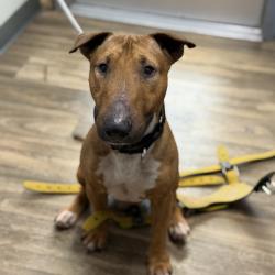 Shelter Stray Male Dog last seen Near 54 Street, San Diego, CA, 92105, 5500 Gaines St, San Diego, CA 92110, USA