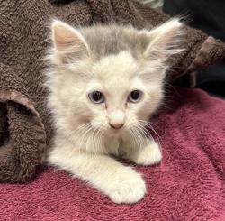 Shelter Stray Female Cat last seen Near Avacado Avenue, El Cajon, CA, 92021, El Cajon, CA 92020, USA