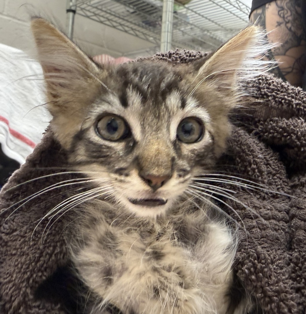 Shelter Stray Male Cat last seen Near Chaz Place, La Mesa, CA, 91942, El Cajon, CA 92020, USA