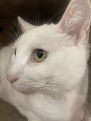 Shelter Stray Unknown Cat last seen Near Bear Valley Parkway, Escondido, CA, 92025, Escondido, CA 92027, USA