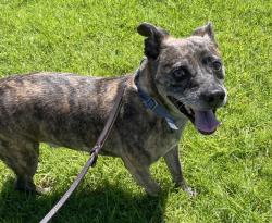 Shelter Stray Male Dog last seen Near Dimarino Street, San Diego, CA, 92114, El Cajon, CA 92020, USA