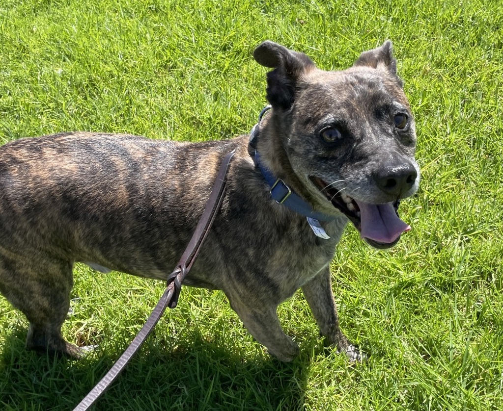 Shelter Stray Male Dog last seen Near Dimarino Street, San Diego, CA, 92114, El Cajon, CA 92020, USA