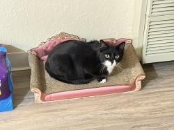 Lost Female Cat last seen Jade Dr Hemet ca, Hemet, CA 92543