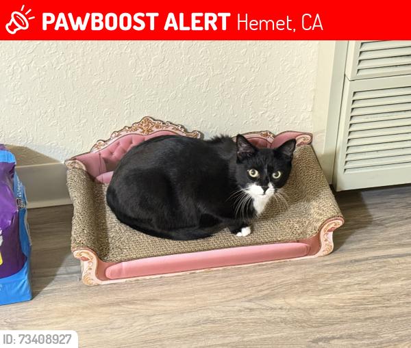 Lost Female Cat last seen Jade Dr Hemet ca, Hemet, CA 92543