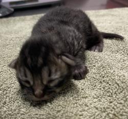 Shelter Stray Female Cat last seen Near W Mission Avenue, Escondido, CA, 92025, Escondido, CA 92027, USA