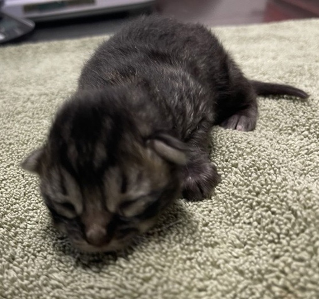 Shelter Stray Female Cat last seen Near W Mission Avenue, Escondido, CA, 92025, Escondido, CA 92027, USA