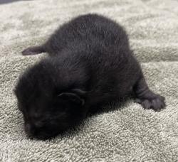 Shelter Stray Female Cat last seen Near W Mission Avenue, Escondido, CA, 92025, Escondido, CA 92027, USA