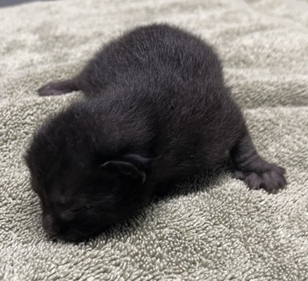 Shelter Stray Female Cat last seen Near W Mission Avenue, Escondido, CA, 92025, Escondido, CA 92027, USA