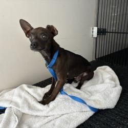 Shelter Stray Male Dog last seen , 361 S Raymond Ave, Pasadena, CA 91105, USA