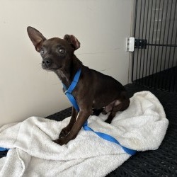 Shelter Stray Male Dog last seen , 361 S Raymond Ave, Pasadena, CA 91105, USA